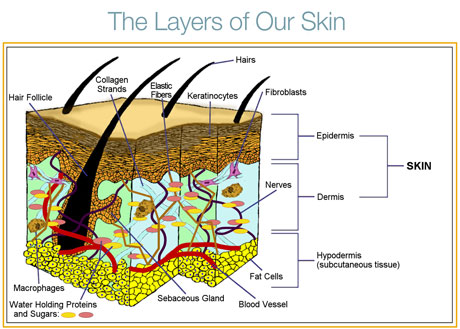 Layers Of Skin. The 3 Layers of the Skin